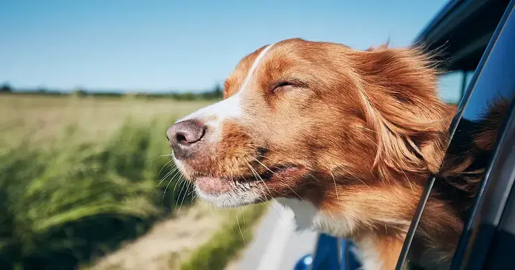 Mencari Makna Hidup Melalui Sahabat Berkaki Empat